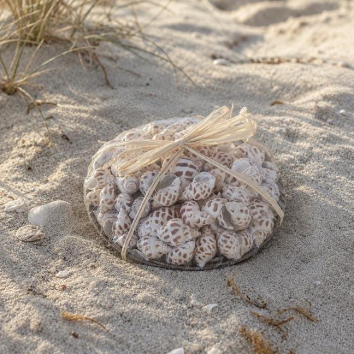 Mandje schelpen A.